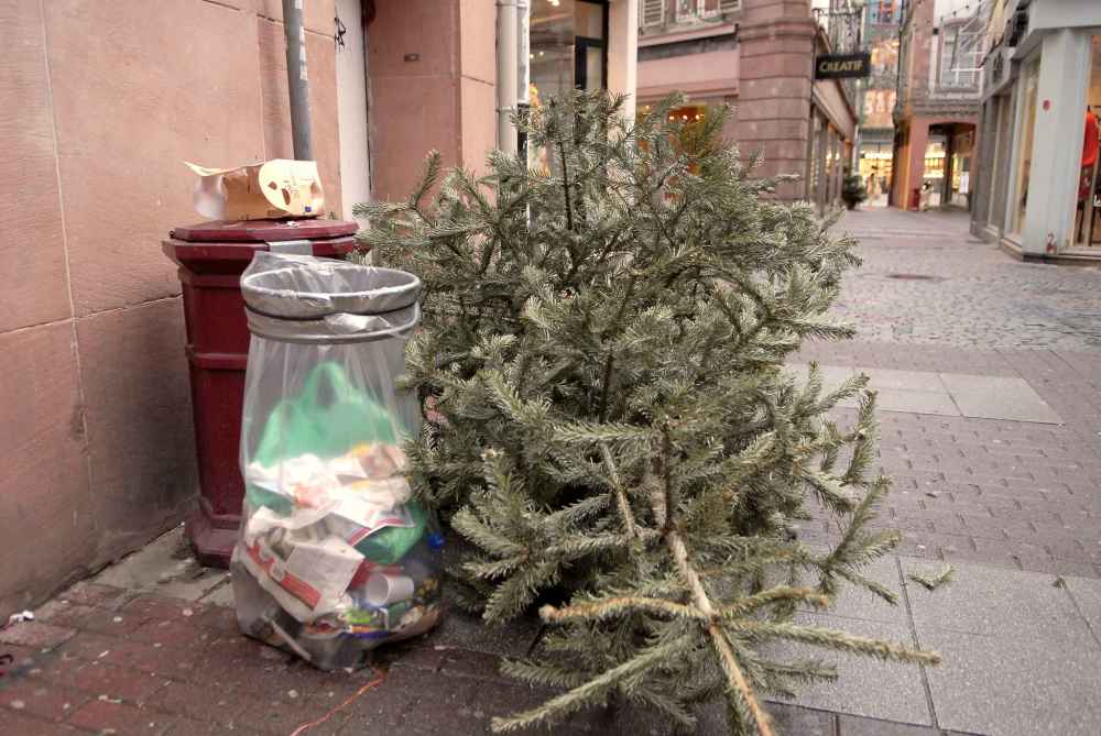 Espace à sapins