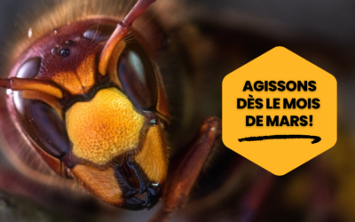 CAMPAGNE PIEGEAGE FRELONS ASIATIQUES