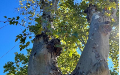 Abattage d’un platane – Avenue de Montpellier