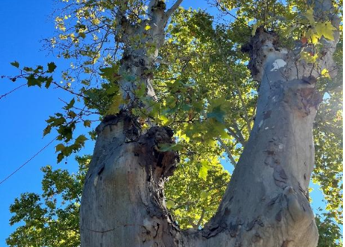 Abattage d’un platane – Avenue de Montpellier