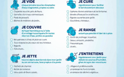 🦟 Ensemble, faisons la chasse au moustique-tigre ! 🦟