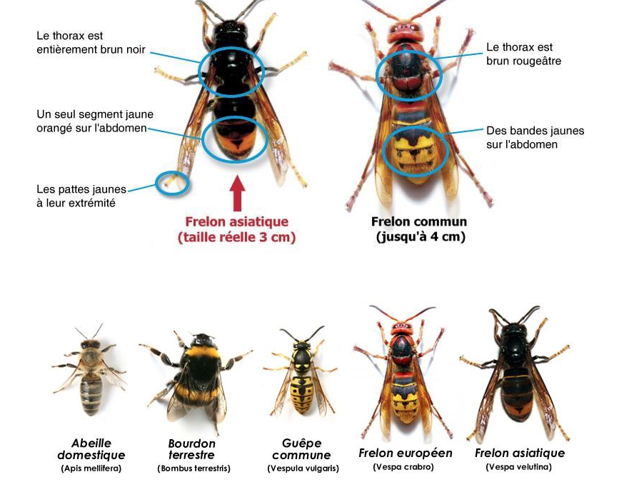 FRELON ASIATIQUE